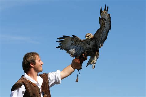 falconry meaning